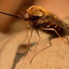 Dlouhososka hnedoskvrnna - Bombylius discolor 6937